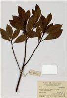 藏品(榕屬)的圖片